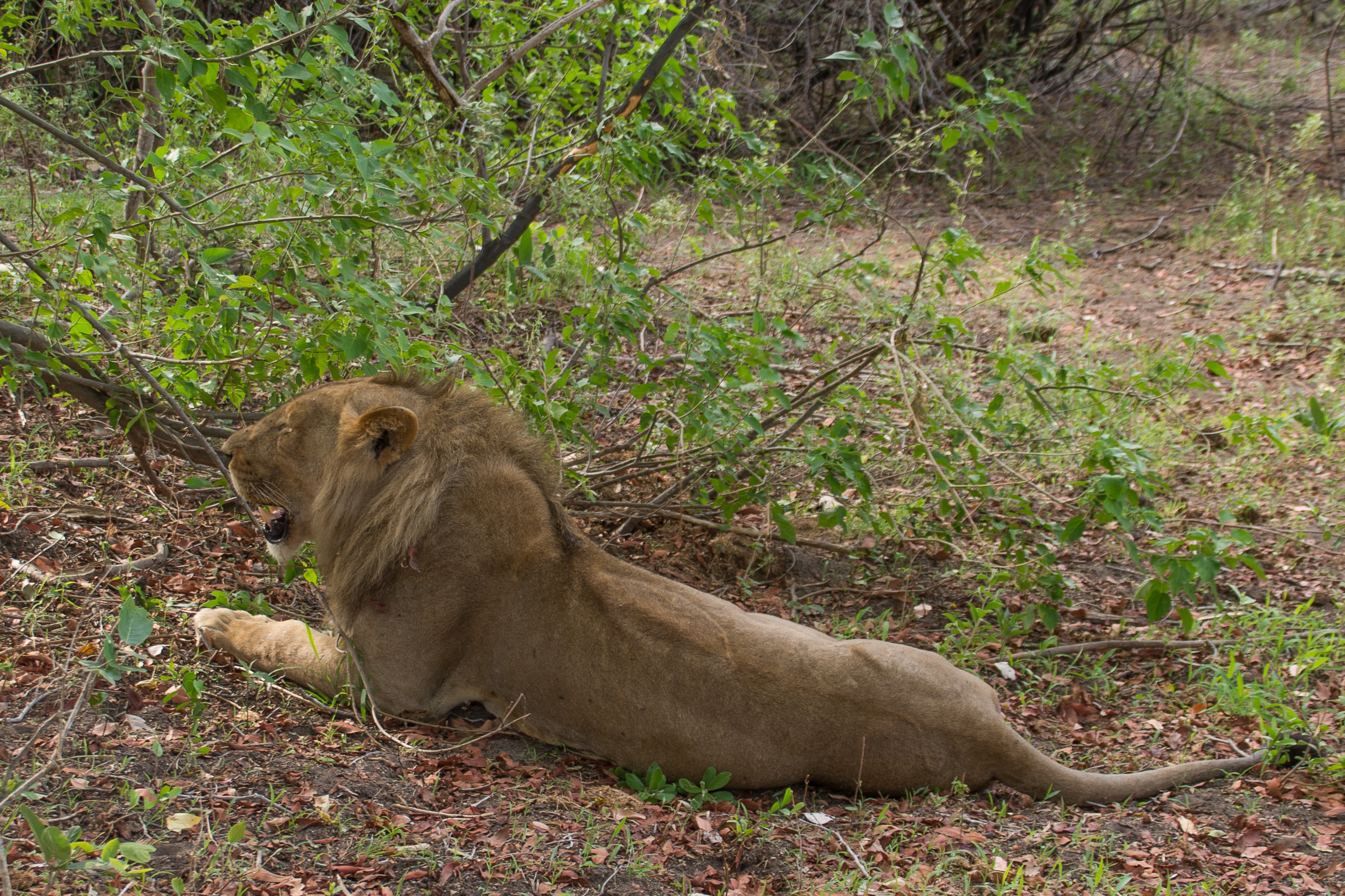 Lion d'Afrique (Lion, Panthera leo), jeune mâle d'environ 24 mois repu après le kill d'un impala, Shinde, Delta de l'Okavango, Botswana.